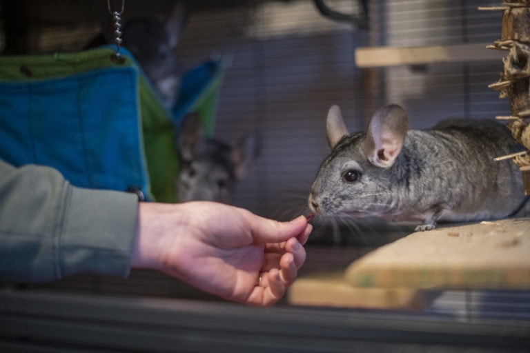 Chinchilla online discount store